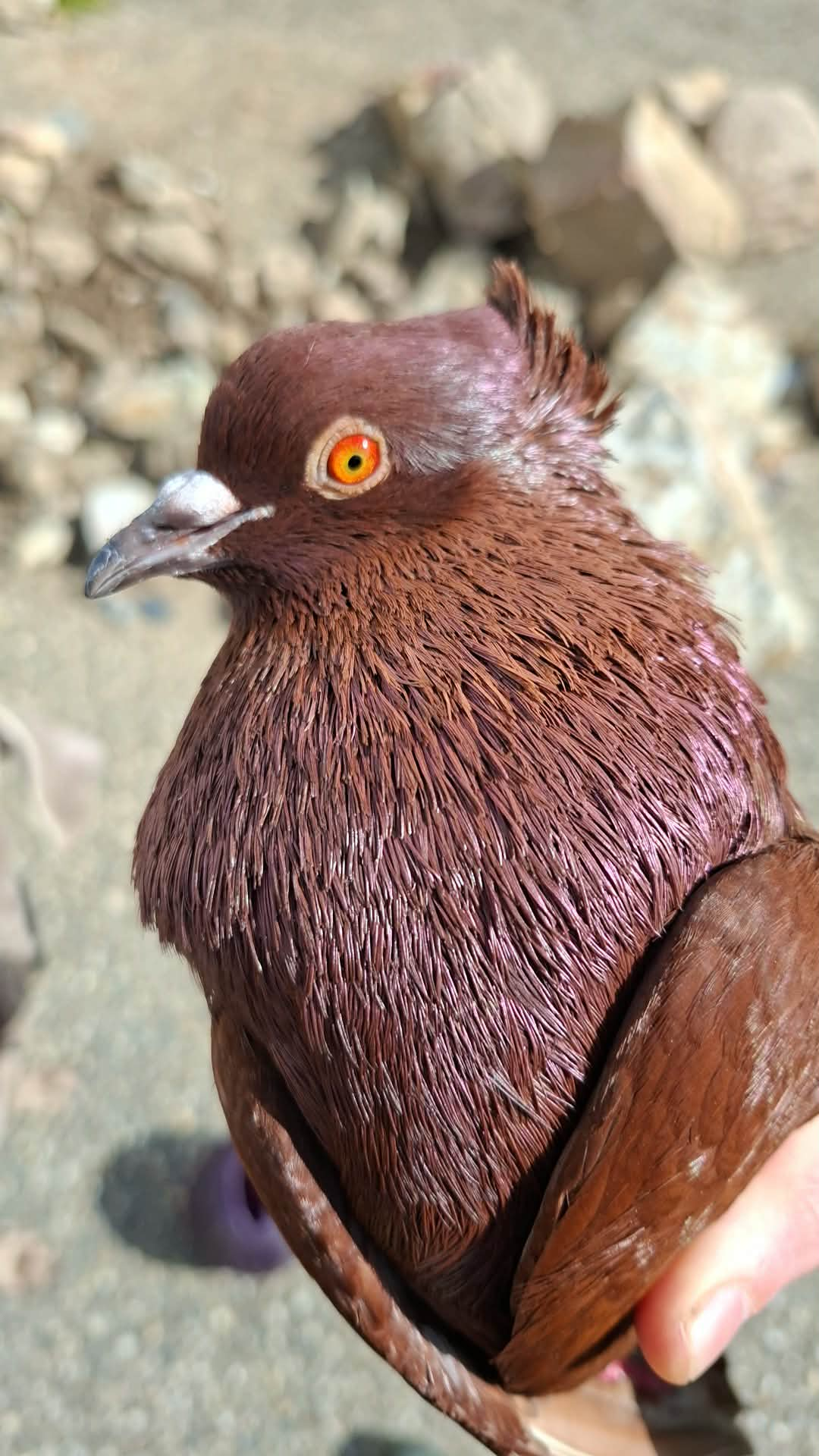 Illustration d'un oiseau rouge et bleu