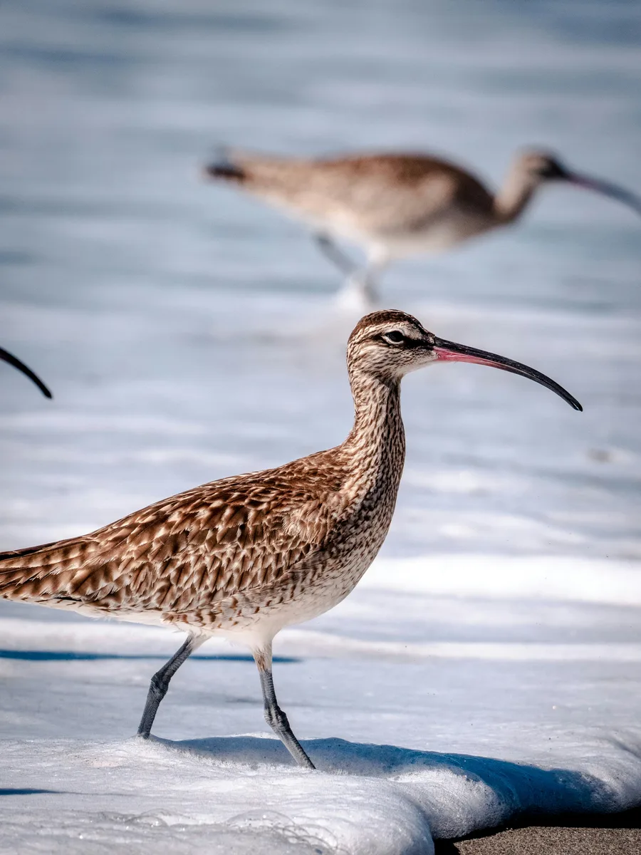 Oiseau de la semaine 13 : Whimbrel (Numenius phaeopus)